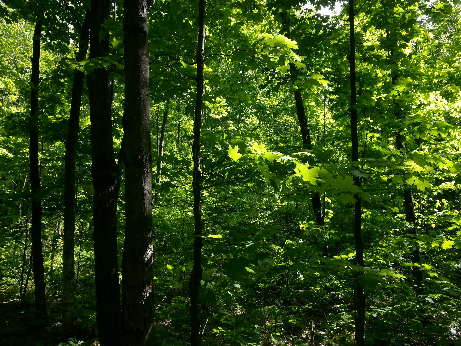 forest spraying